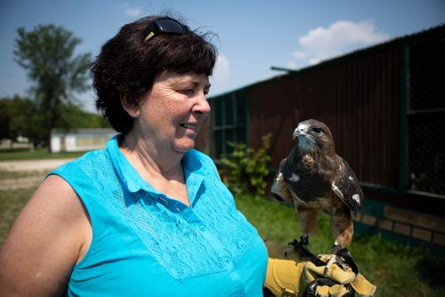ANDREW RYAN / WINNIPEG FREE PRESS Judy Robertson, former president of the Wildlife Haven and Rehabilitation Centre, holds Avro, the one-eyed rescue falcon and an "ambassador" animal at the centre's current location. The Wildlife Haven and Rehabilitation Centre will soon be moving into a $3 million facility boasting an interactive visitor centre, animal viewing area, and many other improvements over their current location south of Winnipeg. Shot on August 8, 2018.