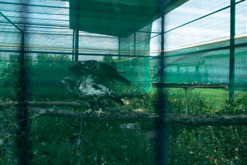 ANDREW RYAN / WINNIPEG FREE PRESS A falcon is seen in an aviary enclosure at the Wildlife Haven and Rehabilitation Centre which will soon be moving into a $3 million facility boasting an interactive visitor centre, animal viewing area, and many other improvements over their current location south of Winnipeg. Shot on August 8, 2018.