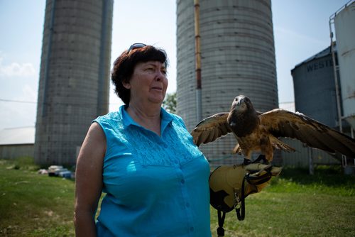 ANDREW RYAN / WINNIPEG FREE PRESS Judy Robertson, former president of the Wildlife Haven and Rehabilitation Centre, holds Avro, the one-eyed rescue falcon and an "ambassador" animal at the centre's current location. The Wildlife Haven and Rehabilitation Centre will soon be moving into a $3 million facility boasting an interactive visitor centre, animal viewing area, and many other improvements over their current location south of Winnipeg. Shot on August 8, 2018.