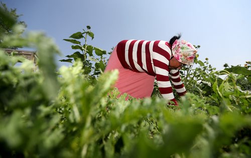 TREVOR HAGAN / WINNIPEG FREE PRESS
Dikuri Chhetri works in the community garden at the University of Manitoba, Sunday, August 12, 2018. for kelsey james upcoming saturday special running end of august