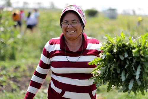 TREVOR HAGAN / WINNIPEG FREE PRESS
Dikuri Chhetri works in the community garden at the University of Manitoba, Sunday, August 12, 2018. for kelsey james upcoming saturday special running end of august