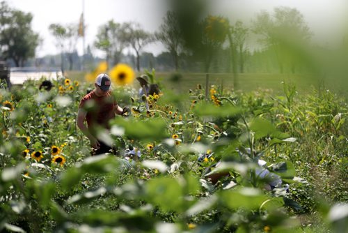 TREVOR HAGAN / WINNIPEG FREE PRESS
The community garden at the University of Manitoba, Sunday, August 12, 2018. for kelsey james upcoming saturday special running end of august