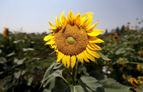 TREVOR HAGAN / WINNIPEG FREE PRESS
A sunflower at the community garden at the University of Manitoba, Sunday, August 12, 2018. for kelsey james saturday special