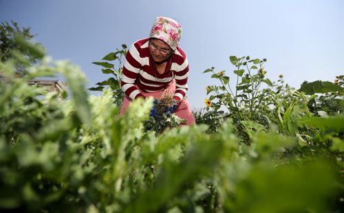 TREVOR HAGAN / WINNIPEG FREE PRESS
Dikuri Chhetri works in the community garden at the University of Manitoba, Sunday, August 12, 2018. for kelsey james upcoming saturday special running end of august