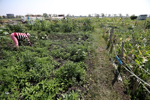 TREVOR HAGAN / WINNIPEG FREE PRESS
Dikuri Chhetri works in the community garden at the University of Manitoba, Sunday, August 12, 2018. for kelsey james upcoming saturday special running end of august