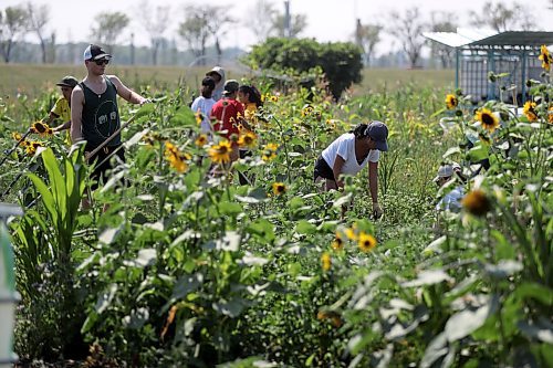 TREVOR HAGAN / WINNIPEG FREE PRESS
The community garden at the University of Manitoba, Sunday, August 12, 2018. for kelsey james upcoming saturday special running end of august