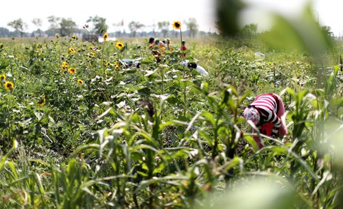 TREVOR HAGAN / WINNIPEG FREE PRESS
Dikuri Chhetri works in the community garden at the University of Manitoba, Sunday, August 12, 2018. for kelsey james upcoming saturday special running end of august