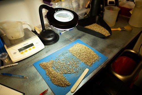 ANDREW RYAN / WINNIPEG FREE PRESS Hemp seeds on a quality control technician's table where impurities are found and removed at Hemp Oil Canada on August 16, 2018.