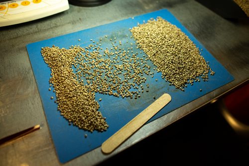 ANDREW RYAN / WINNIPEG FREE PRESS Hemp seeds on a quality control technician's table where impurities are found and removed at Hemp Oil Canada on August 16, 2018.