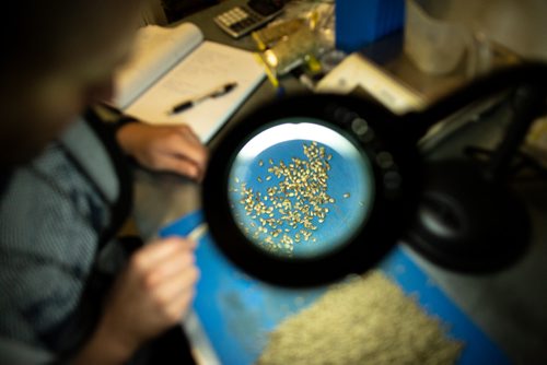 ANDREW RYAN / WINNIPEG FREE PRESS Hemp seeds being looked at by hand by a quality control technician's table where impurities are found and removed at Hemp Oil Canada on August 16, 2018.