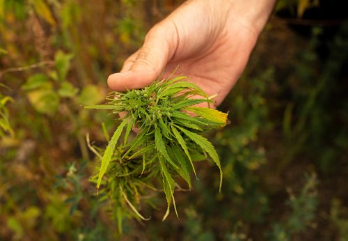 ANDREW RYAN / WINNIPEG FREE PRESS Clarence Shwaluk holds a female seed bearing cannabis plant in part of the many fields of Hemp Oil Canada on August 16, 2018.