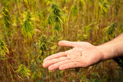 ANDREW RYAN / WINNIPEG FREE PRESS Clarence Shwaluk holds a cannabis plant seeds in one of the many cannabis fields of Hemp Oil Canada on August 16, 2018.