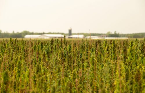 ANDREW RYAN / WINNIPEG FREE PRESS A farmers field is seen filled with female seed bearing cannabis plants part of the many fields of Hemp Oil Canada on August 16, 2018.