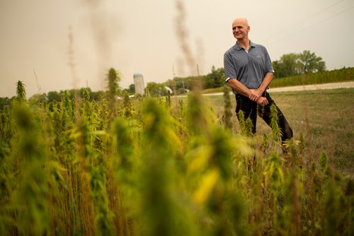 ANDREW RYAN / WINNIPEG FREE PRESS Clarence Shwaluk, director of Farm Operations, poses for a portrait in one of the many farmers' fields of cannabis at Hemp Oil Canada on August 16, 2018.