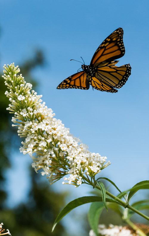 DAVID LIPNOWSKI / WINNIPEG FREE PRESS

A Monarch butterfly at Assiniboine Park's English Garden Sunday August 19, 2018.