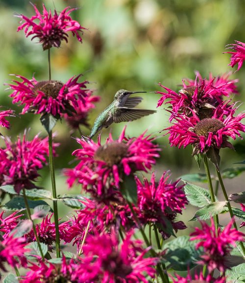 DAVID LIPNOWSKI / WINNIPEG FREE PRESS

A humming bird looks for nectar at Assiniboine Park's English Garden Sunday August 19, 2018.