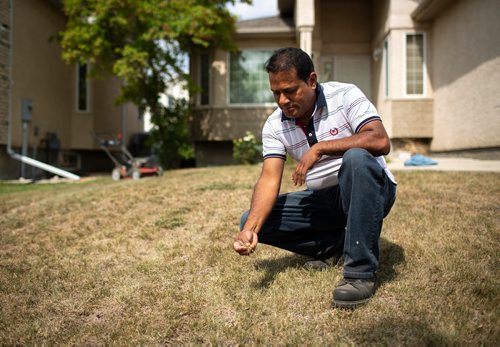 ANDREW RYAN / WINNIPEG FREE PRESS Jacky Maan, owner of Regal Grass, examines one of his customer's overly dried out lawns in Lindenwood on August 20, 2018. The dry summer weather has taken a toll on landscaping and gardening businesses.