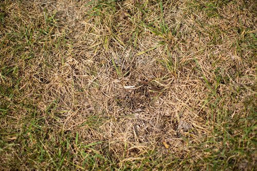 ANDREW RYAN / WINNIPEG FREE PRESS One of Jacky Maan's customer's overly dried out lawns in Lindenwood on August 20, 2018. The dry summer weather has taken a toll on landscaping and gardening businesses.