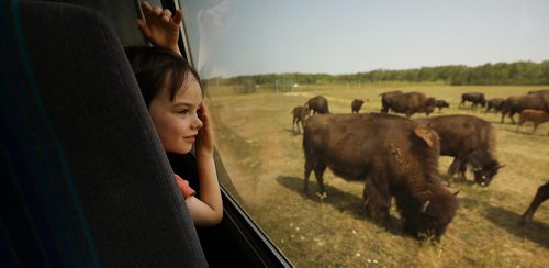 RUTH BONNEVILLE / WINNIPEG FREE PRESS

49.8 Borders Page
Bison Safari at Fort Whyte.
Families enjoy an afternoon discovering how bison have shaped Canadas history as they get up close in the safety of Fort Whytes tour bus.  

Coin Dickson (6yrs), peers out the window and a herd of bison while on the bison safari with his brother, mom and friends recently. 

More Info:
See North Americas largest land mammal from just meters away interacting in their natural habitat in the safety of our comfortable, air-conditioned vehicles. These striking prairie beasts are stoic, hairy, and huge!  A great family adventure getting up close into our prairie past and leaving knowing more about how bison have shaped Canadas history.

The bison at Fort Whyte are thought to be some of the most genetically pure lines of bison left in existence in the world.  Once numbering 30-60 million in North America, their numbers were decimated in just a few decades as expansion pressed westward. 

Safari info:
Bison Safaris run four times weekly until the end of August, then once weekly during the month of September. 
More info at link
 www.fortwhyte.org/bisonsafaris


August 20/18

