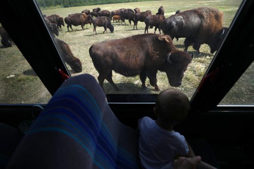 RUTH BONNEVILLE / WINNIPEG FREE PRESS

49.8 Borders Page
Bison Safari at Fort Whyte.
Families enjoy an afternoon discovering how bison have shaped Canadas history as they get up close in the safety of Fort Whyte's tour bus.  

Kids peer out the windows at a large herd of bison while on a bison safari recently. 

More Info:
See North Americas largest land mammal from just meters away interacting in their natural habitat in the safety of our comfortable, air-conditioned vehicles. These striking prairie beasts are stoic, hairy, and huge!  A great family adventure getting up close into our prairie past and leaving knowing more about how bison have shaped Canadas history.

The bison at Fort Whyte are thought to be some of the most genetically pure lines of bison left in existence in the world.  Once numbering 30-60 million in North America, their numbers were decimated in just a few decades as expansion pressed westward. 

Safari info:
Bison Safaris run four times weekly until the end of August, then once weekly during the month of September. 
More info at link
 www.fortwhyte.org/bisonsafaris


August 20/18
