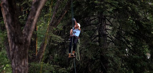 PHIL HOSSACK / WINNIPEG FREE PRESS -   Into the silence, Emily Michaelson scouts her path as she ascends into the canopy in Kildonan Park Saturday Morning at the International Society of Aboriculture Prairie Chapter's 25th annual Tree Climbing   Championship. See Eric Pindera's story. - August 25, 2018