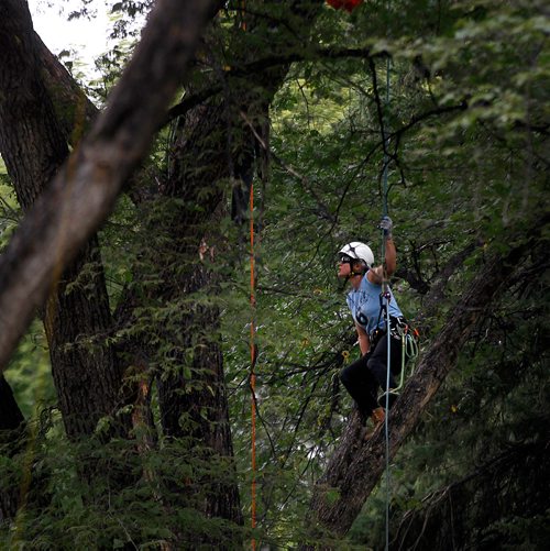 PHIL HOSSACK / WINNIPEG FREE PRESS -   Into the silence, Emily Michaelson scouts her path as she ascends into the canopy in Kildonan Park Saturday Morning at the International Society of Aboriculture Prairie Chapter's 25th annual Tree Climbing   Championship. See Eric Pindera's story. - August 25, 2018