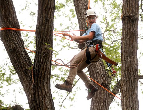 PHIL HOSSACK / WINNIPEG FREE PRESS -  Jordyn Dyck backs across a traverse between the upper limbs of a giant elm in Kildonan Park Saturday Morning at the International Society of Aboriculture Prairie Chapter's 25th annual Tree Climbing   Championship. See Eric Pindera's story. - August 25, 2018