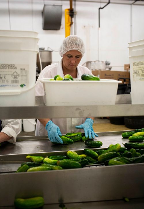 ANDREW RYAN / WINNIPEG FREE PRESS Heather Clark inspects a cucumber before being prepared to be pickled at Krause at Elman's Food Products on August 30, 2018.