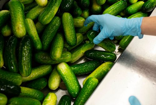 ANDREW RYAN / WINNIPEG FREE PRESS A cucumber is inspected before being prepared to be pickled at Krause at Elman's Food Products on August 30, 2018.