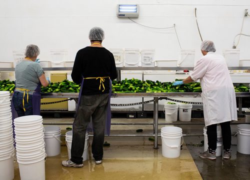 ANDREW RYAN / WINNIPEG FREE PRESS Cucumbers are sorted before being selected to be pickled at Krause at Elman's Food Products on August 30, 2018.