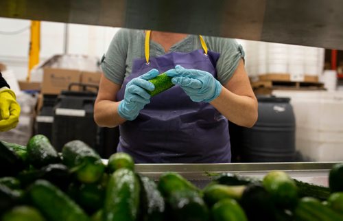 ANDREW RYAN / WINNIPEG FREE PRESS A cucumber is inspected before being prepared to be pickled at Krause at Elman's Food Products on August 30, 2018.