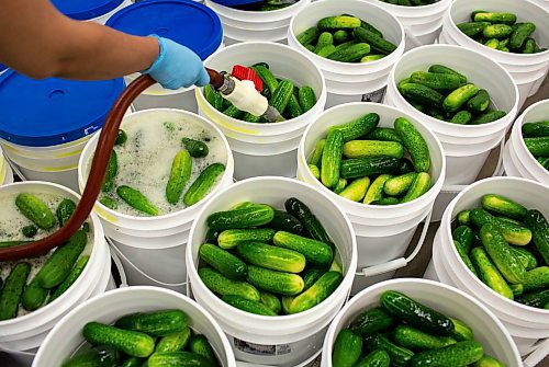 ANDREW RYAN / WINNIPEG FREE PRESS Cucumbers in pickling buckets are filled with pickle juice at Elman's Food Products on August 30, 2018.