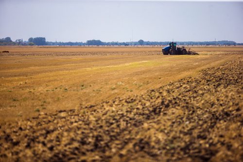 MIKAELA MACKENZIE / WINNIPEG FREE PRESS
A tractor drives through a field near Kleefeld, Manitoba on Thursday, Aug. 30, 2018. 
Winnipeg Free Press 2018.