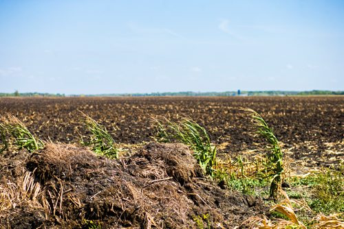 MIKAELA MACKENZIE / WINNIPEG FREE PRESS
A few stalks stand in front of a harvested field near Kleefeld, Manitoba on Thursday, Aug. 30, 2018. 
Winnipeg Free Press 2018.