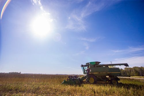 MIKAELA MACKENZIE / WINNIPEG FREE PRESS
Farmer Markus Isaac combines his hemp crop near Kleefeld, Manitoba on Thursday, Aug. 30, 2018. 
Winnipeg Free Press 2018.