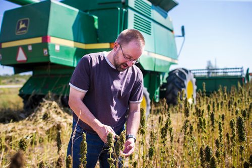 MIKAELA MACKENZIE / WINNIPEG FREE PRESS
Farmer Markus Isaac takes a look at the seeds in his hemp crop near Kleefeld, Manitoba on Thursday, Aug. 30, 2018. 
Winnipeg Free Press 2018.
