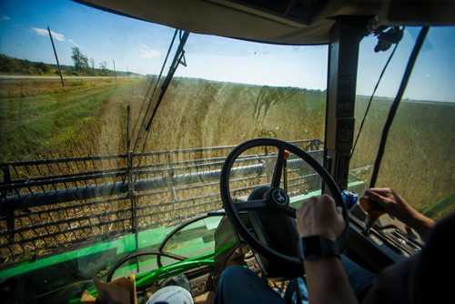 MIKAELA MACKENZIE / WINNIPEG FREE PRESS
Farmer Markus Isaac combines his hemp seed crop near Kleefeld, Manitoba on Thursday, Aug. 30, 2018. 
Winnipeg Free Press 2018.