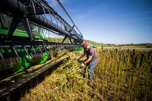 MIKAELA MACKENZIE / WINNIPEG FREE PRESS
Farmer Markus Isaac untangles hemp stalks from his combine while harvesting hemp seed near Kleefeld, Manitoba on Thursday, Aug. 30, 2018. 
Winnipeg Free Press 2018.