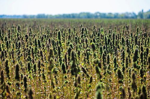 MIKAELA MACKENZIE / WINNIPEG FREE PRESS
Markus Isaac's hemp seed crop near Kleefeld, Manitoba on Thursday, Aug. 30, 2018. 
Winnipeg Free Press 2018.