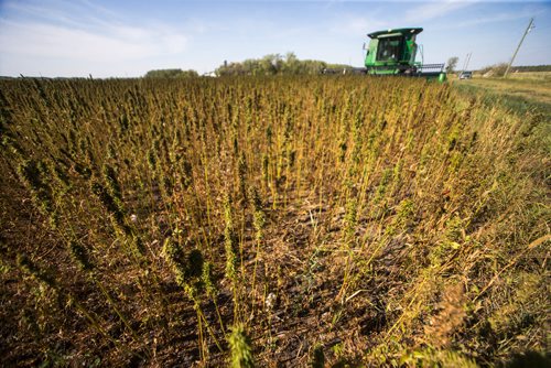 MIKAELA MACKENZIE / WINNIPEG FREE PRESS
Farmer Markus Isaac combines his hemp seed crop near Kleefeld, Manitoba on Thursday, Aug. 30, 2018. 
Winnipeg Free Press 2018.
