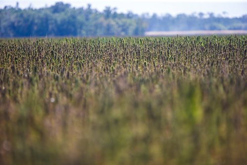 MIKAELA MACKENZIE / WINNIPEG FREE PRESS
Markus Isaac's hemp seed crop near Kleefeld, Manitoba on Thursday, Aug. 30, 2018. 
Winnipeg Free Press 2018.