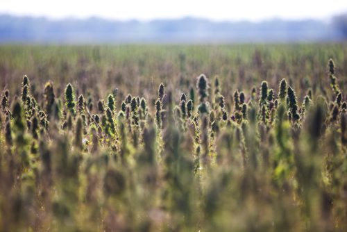 MIKAELA MACKENZIE / WINNIPEG FREE PRESS
Markus Isaac's hemp seed crop near Kleefeld, Manitoba on Thursday, Aug. 30, 2018. 
Winnipeg Free Press 2018.