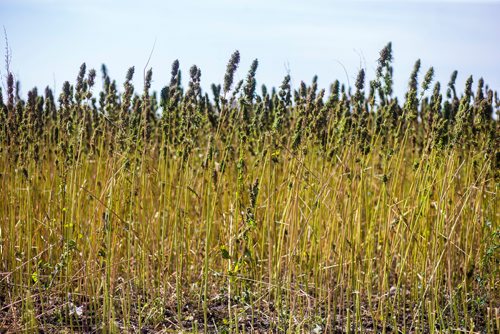 MIKAELA MACKENZIE / WINNIPEG FREE PRESS
Markus Isaac's hemp seed crop near Kleefeld, Manitoba on Thursday, Aug. 30, 2018. 
Winnipeg Free Press 2018.