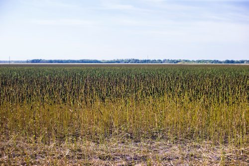 MIKAELA MACKENZIE / WINNIPEG FREE PRESS
Markus Isaac's hemp seed crop near Kleefeld, Manitoba on Thursday, Aug. 30, 2018. 
Winnipeg Free Press 2018.