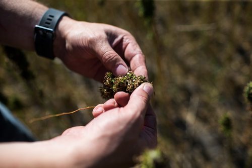 MIKAELA MACKENZIE / WINNIPEG FREE PRESS
Farmer Markus Isaac takes a look at the seeds in his hemp crop near Kleefeld, Manitoba on Thursday, Aug. 30, 2018. 
Winnipeg Free Press 2018.