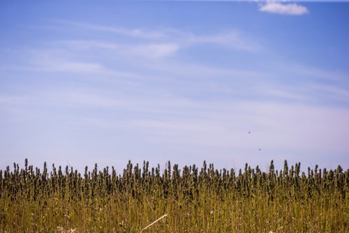 MIKAELA MACKENZIE / WINNIPEG FREE PRESS
Markus Isaac's hemp seed crop near Kleefeld, Manitoba on Thursday, Aug. 30, 2018. 
Winnipeg Free Press 2018.