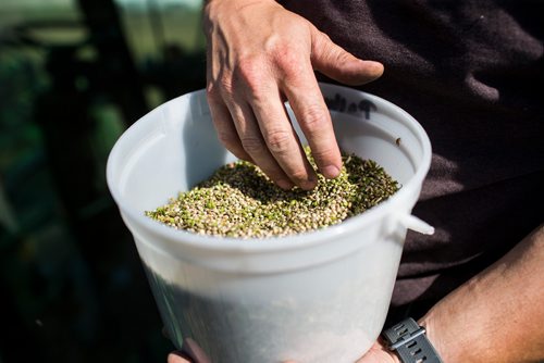 MIKAELA MACKENZIE / WINNIPEG FREE PRESS
Farmer Markus Isaac takes a sample of hemp seed while combining near Kleefeld, Manitoba on Thursday, Aug. 30, 2018. 
Winnipeg Free Press 2018.