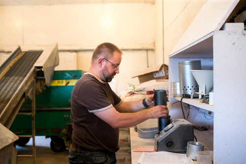 MIKAELA MACKENZIE / WINNIPEG FREE PRESS
Farmer Markus Isaac tests the hemp seeds for humidity percentage before harvesting near Kleefeld, Manitoba on Thursday, Aug. 30, 2018. 
Winnipeg Free Press 2018.