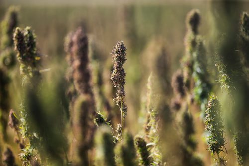 MIKAELA MACKENZIE / WINNIPEG FREE PRESS
Markus Isaac's hemp seed crop near Kleefeld, Manitoba on Thursday, Aug. 30, 2018. 
Winnipeg Free Press 2018.