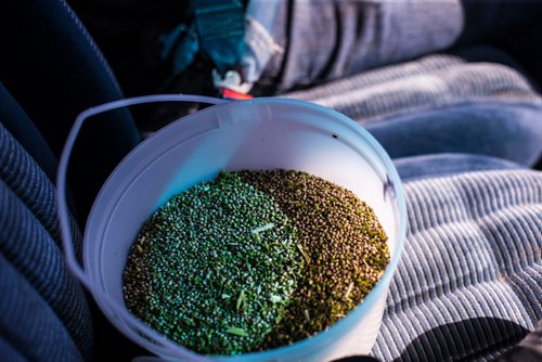 MIKAELA MACKENZIE / WINNIPEG FREE PRESS
Farmer Markus Isaac takes a sample of hemp seed to test it for humidity near Kleefeld, Manitoba on Thursday, Aug. 30, 2018. 
Winnipeg Free Press 2018.